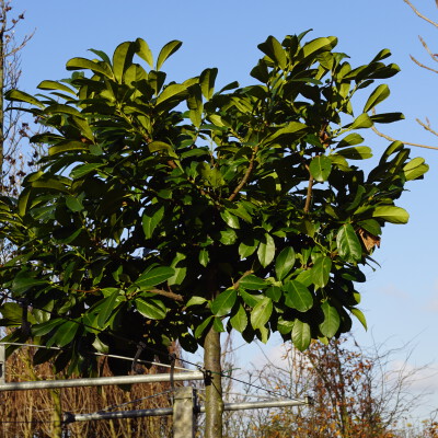 Prunus laurocerasus 'Anbri' (ETNA)